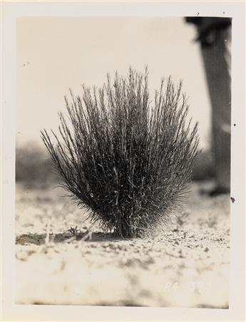 (U.S. DEPARTMENT OF AGRICULTURE--SOIL CONSERVATION) Album with approximately 112 photographs documenting the various species of range